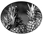 Pineapples